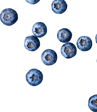 Blueberry Muffin - 12 Pack